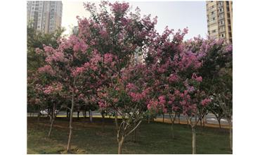 夏秋季節(jié)，錫城首次驚現(xiàn)紫薇花開美景